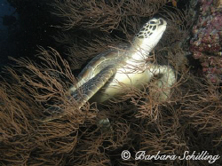 A turtle trying to hide in the bushes by Barbara Schilling 